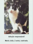 Pretinha
