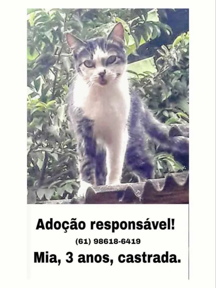 Cachorro ra a Sem raça definida idade 2 anos nome Pretinha