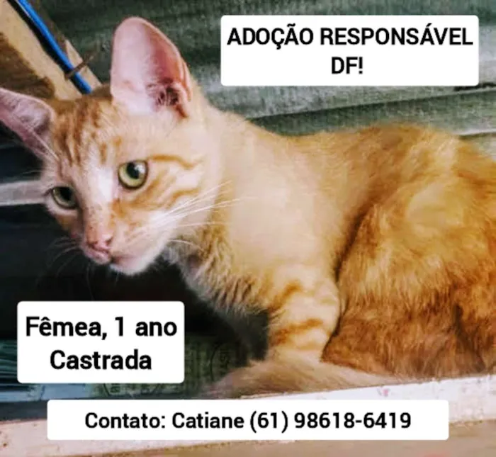 Cachorro ra a Sem raça definida idade 2 anos nome Pretinha