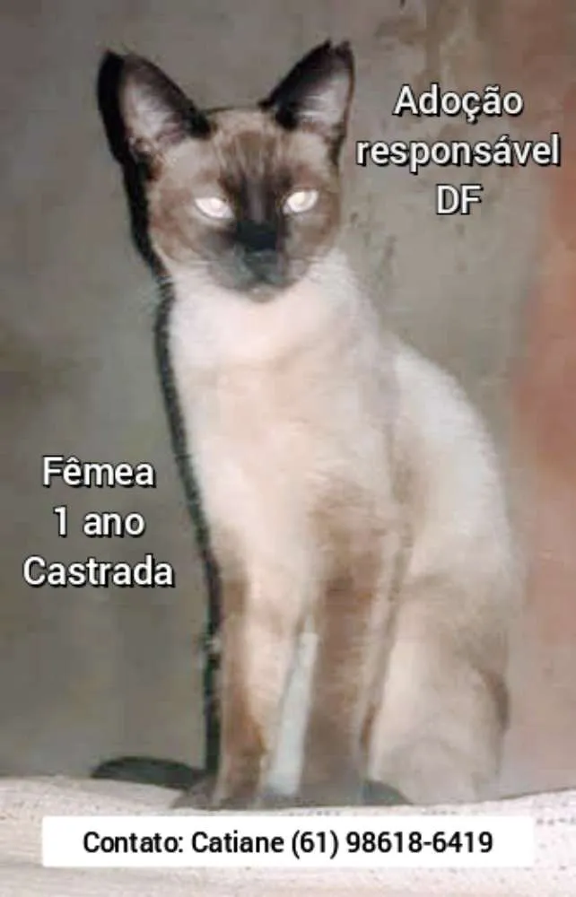 Cachorro ra a Sem raça definida idade 2 anos nome Pretinha