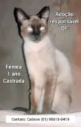 Pretinha