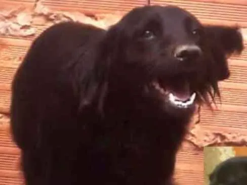 Cachorro ra a Sem raça definida idade 2 anos nome Pretinha