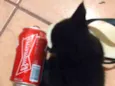 BUDWEISER
