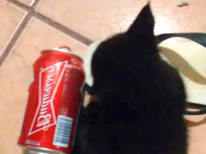 Gato ra a  idade  nome BUDWEISER