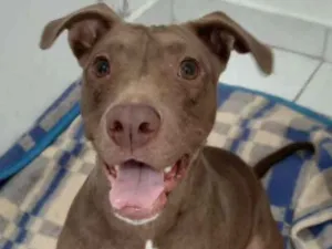 Cachorro raça Pitbull idade 7 a 11 meses nome Estela