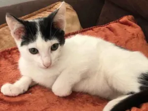 Gato raça Sed idade 2 a 6 meses nome Luna