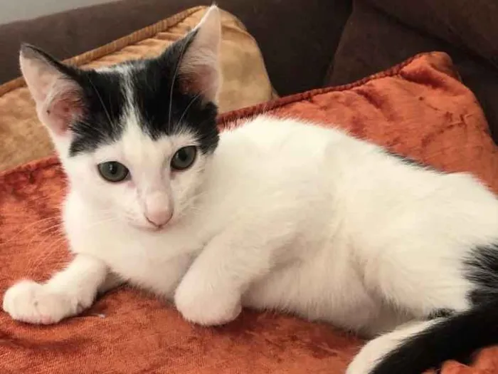 Gato ra a Sed idade 2 a 6 meses nome Luna