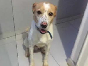 Cachorro raça Vira-latas  idade 4 anos nome Cusco 