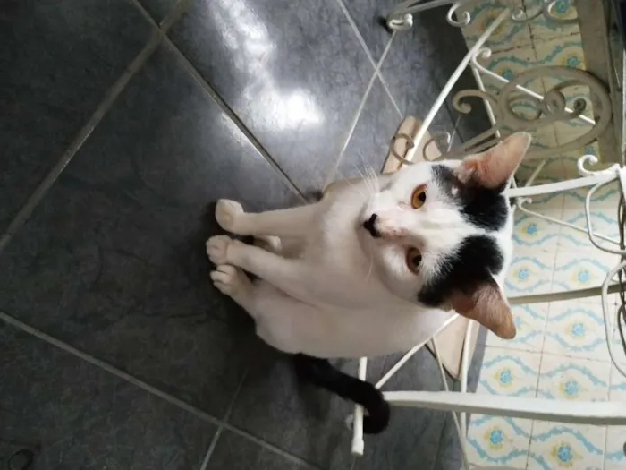 Gato ra a sem raça definida idade 1 ano nome Gatão