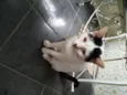 Gatão