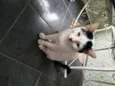 Gatão