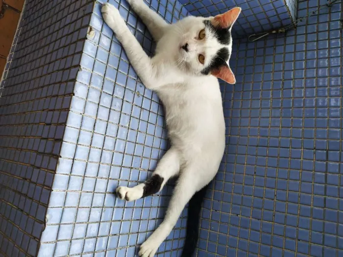 Gato ra a sem raça definida idade 1 ano nome Gatão