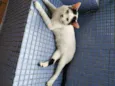 Gatão
