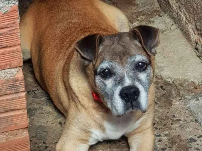 Cachorro ra a Boxer idade 6 ou mais anos nome Tigreza