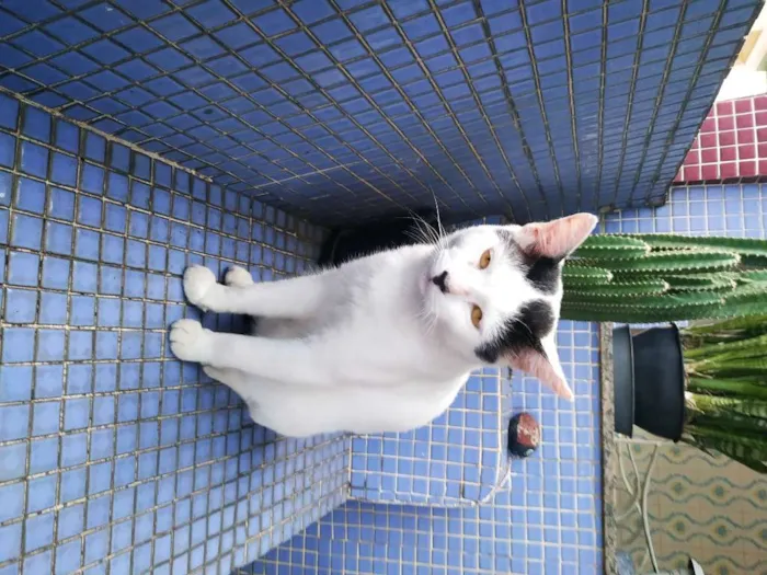 Gato ra a sem raça definida idade 1 ano nome Gatão