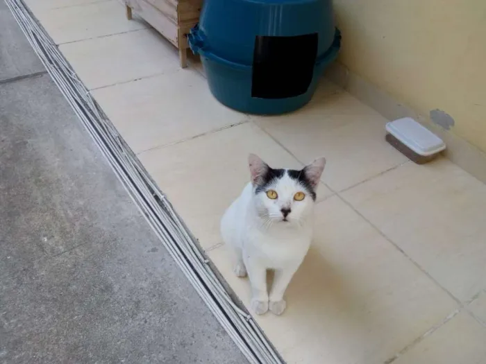 Gato ra a sem raça definida idade 1 ano nome Gatão