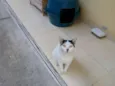 Gatão