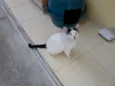 Gatão