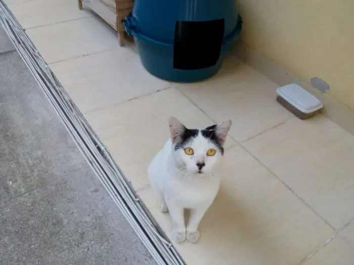 Gato ra a sem raça definida idade 1 ano nome Gatão
