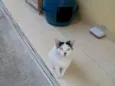 Gatão