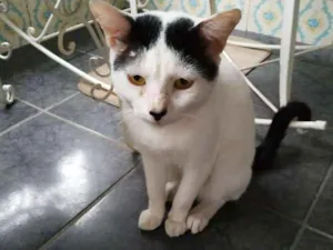 Gato raça sem raça definida idade 1 ano nome Gatão