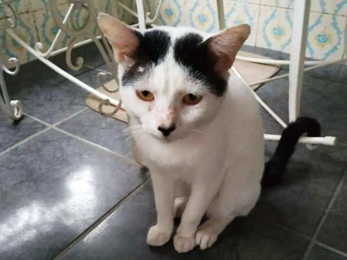 Gato ra a sem raça definida idade 1 ano nome Gatão