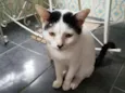 Gatão
