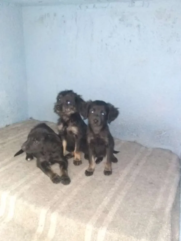 Cachorro ra a Vira lata idade 2 a 6 meses nome S nome