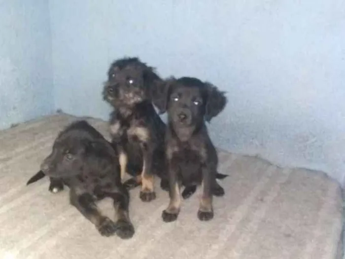 Cachorro ra a Vira lata idade 2 a 6 meses nome S nome
