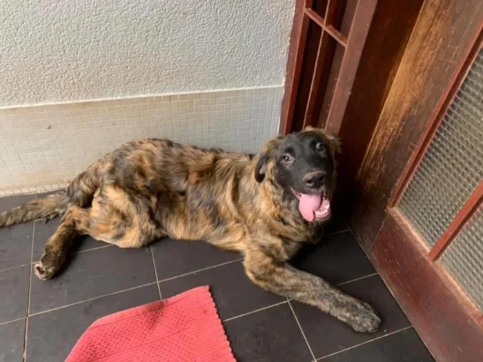 Cachorro ra a SRD idade 2 a 6 meses nome Raj