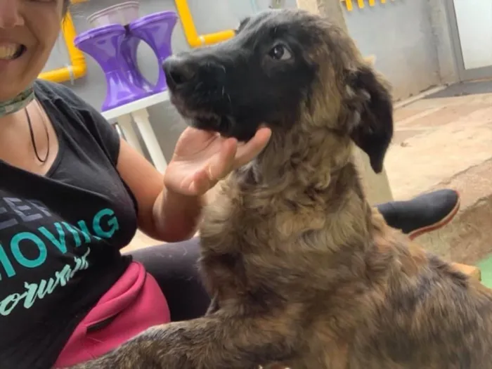 Cachorro ra a SRD idade 2 a 6 meses nome Raj