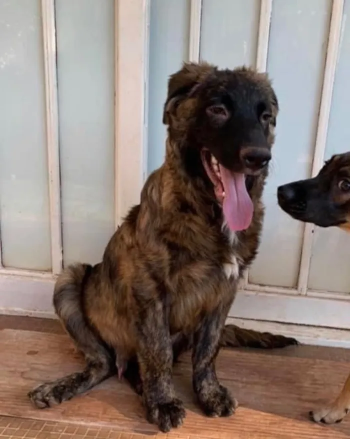 Cachorro ra a SRD idade 2 a 6 meses nome Raj