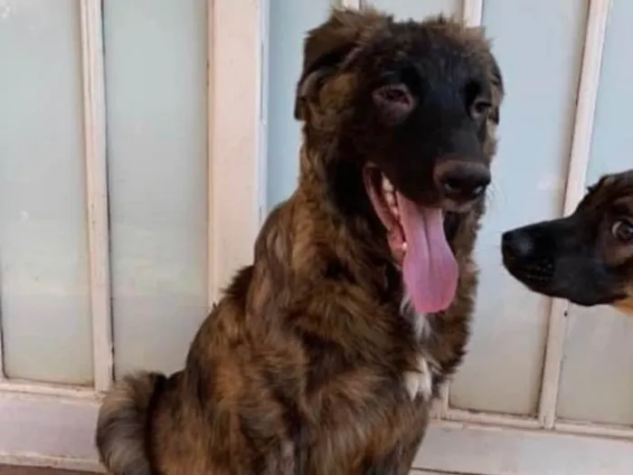 Cachorro ra a SRD idade 2 a 6 meses nome Raj