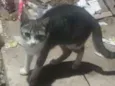 Princípe