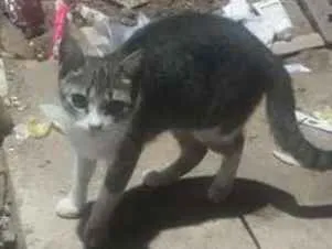 Gato raça Mestiço idade 2 a 6 meses nome Princípe