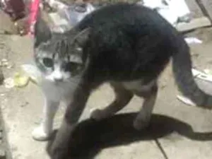 Gato raça Mestiço idade 2 a 6 meses nome Princípe