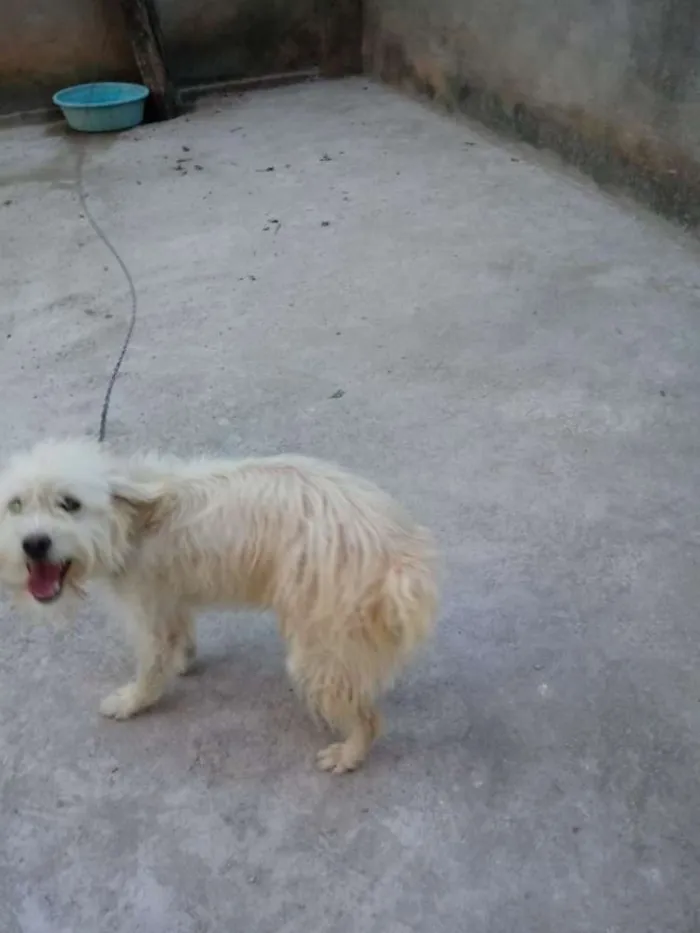 Cachorro ra a Poodle com vira _lata idade 2 anos nome Mel