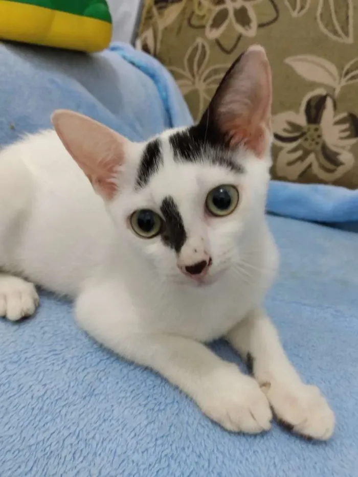 Gato raça Srd idade 2 a 6 meses nome Sasha
