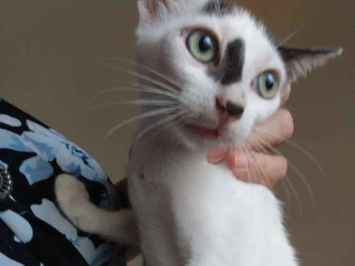 Gato raça Srd idade 2 a 6 meses nome Sasha