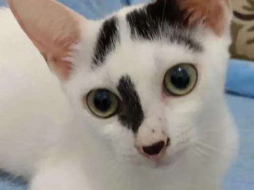 Gato raça Srd idade 2 a 6 meses nome Sasha
