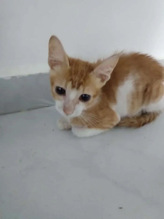 Gato raça Srd idade 2 a 6 meses nome Téo 