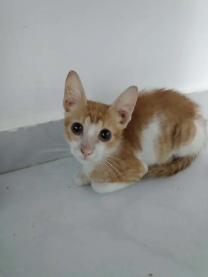 Gato raça Srd idade 2 a 6 meses nome Téo 