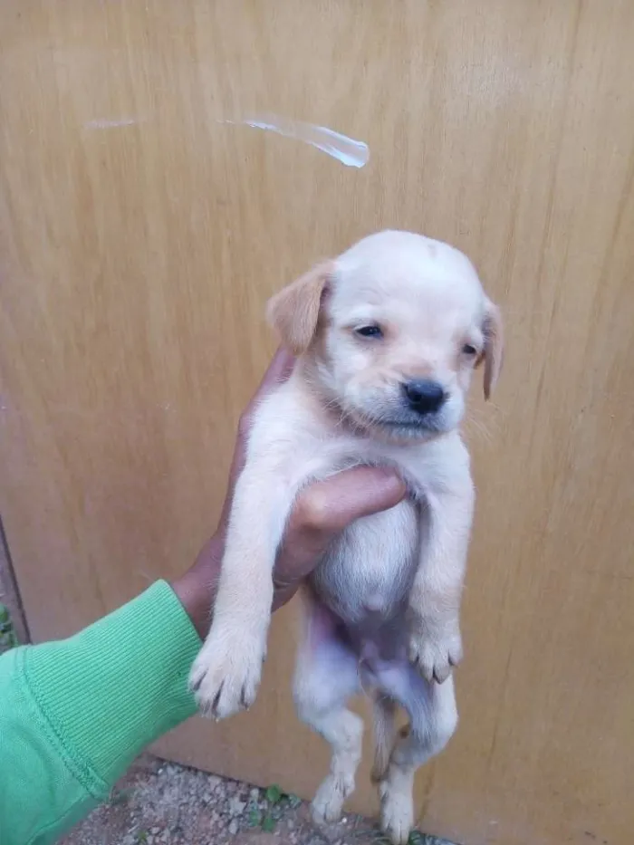 Cachorro ra a Viralata idade Abaixo de 2 meses nome Filhotes