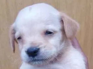 Cachorro raça Viralata idade Abaixo de 2 meses nome Filhotes