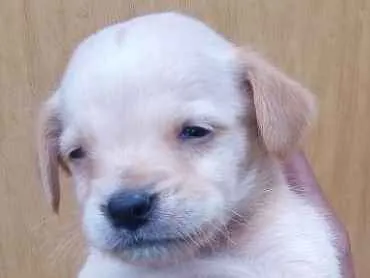 Cachorro ra a Viralata idade Abaixo de 2 meses nome Filhotes