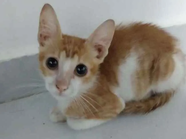 Gato raça Srd idade 2 a 6 meses nome Téo 