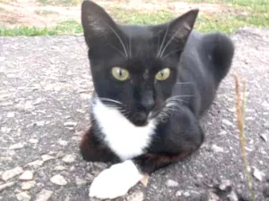 Gato raça Srd idade 7 a 11 meses nome Lils