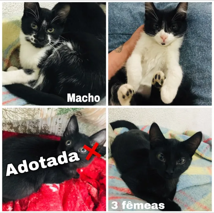 Gato ra a Sem raça definida  idade 2 a 6 meses nome Não tem. 