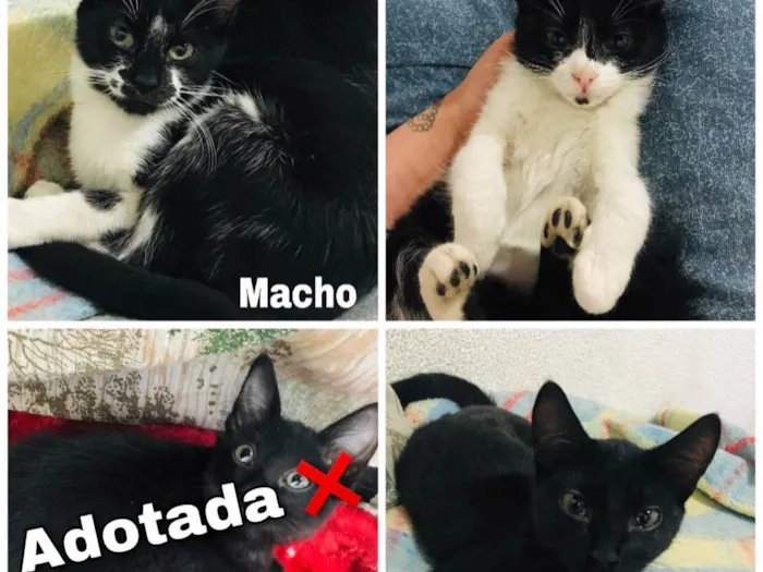 Gato ra a Sem raça definida  idade 2 a 6 meses nome Não tem. 