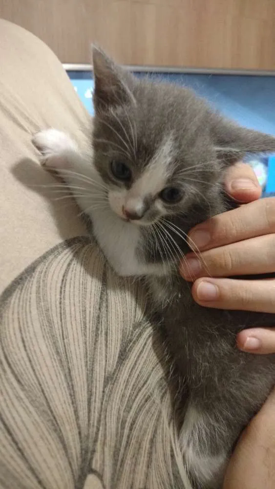 Gato ra a  idade Abaixo de 2 meses nome Nome a critério dos 